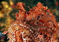 Scorpaena scrofa, a specimen of scorpion fish, picture taken with 50mm sigma macro lens, canon 350d, two strobes Ikelite DS125, day time.