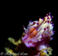 Underwater Flame