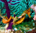 Sea horse