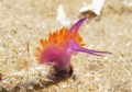 Red Lined Flabellina. Taken November 7 2011. Blairgowrie Marina Port Phillip Bay.