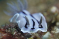 Lazy Nudi in Green Island Taiwan，( GF1 + Leica 45mm  Macro)
