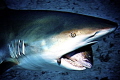 Shark