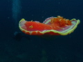 Huge Nudibranch, Beqa Lagoon, Fiji