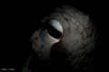 The eye of an Octopus vulgaris using a snoot.