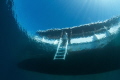 I am relatively new to this so here is my first pic! This was shot at Wakatobi, Indonesia, Jan 12 as I started to head toward the surface.  No strobes were used.