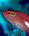 épervier de rangiroa