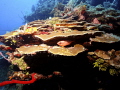 West End Wall, Roatan