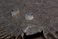 Leopard flounder
