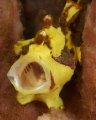 This pocket size froggy was taken at lembeh straits in Jan 12.