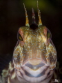 Hipnotic look of a blenny in its hole.