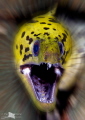 Roar!! 
