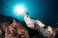 sea ​​turtle and the sun