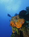 Wide angle photo of diver over the Orange Canyon Reef in Grand Cayman.  System: Canon 50D, 10-22mm lens, Ikelite housing, port, and strobes, ULCS arms.  Image: 1/125, f/5.6, ISO 100.