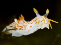 Polycera quadrilineata, 03.03.2012
