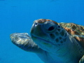 Green turtle