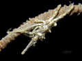 Xeno crab. Spotted it during a wreck dive in Palau. 
1/125, f8.