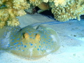 Blue spotted ribbon-tail ray