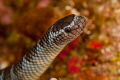 Banded sea snake on the hunt