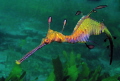 Weedy Sea Dragon