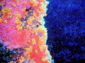 axinellae's wall