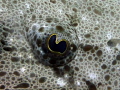 Flathead Closeup.