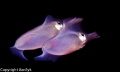 Squid twins