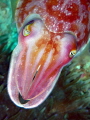 Inquisitive Cuttlefish.