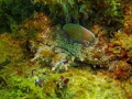 Common Octopus. Taken at 