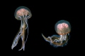 Two jelly fish in Tenerife