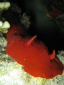 A huge Spanish dancer (30+cm)  on a night dive!