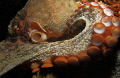 Swansea Bridge, Sydney Octopus.