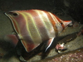 Truncate Coralfish. G10. Canon Housing. YS-01 Flash.