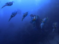 Photo of a group of squid at Utila
