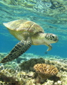 Nice shot of 'Squirt' a resident at Flynn reef in North Queensland