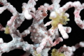 Pigmy sea horse in Cebu