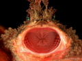 The Yawn - Red Rock Cod
Twilight diving at Nelson Bay, Australia
