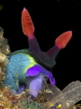 Nembrotha feeding