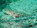 a lazy :) goby