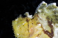 Leaf scorpion fish