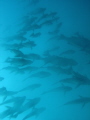 Blue Flash,  On a dive I looked back to see this cloud of fish.