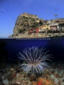 Double exposure. Big cerianthus.