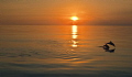 Sunset dolphins