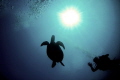 Taken at Sipadan Island where we saw a lot of massive turtles.