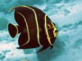 Nice Angel fish