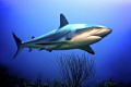 Shark