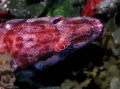 Painted Comber (Serranus cabrilla)