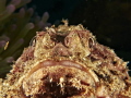 Scorpion Fish
Koh Tao, Thailand