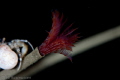 Hydroides norvegia.
Sigma 105 mm, 1/250 sek, f/9