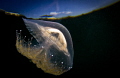 Southern Tailed Jelly Outer Space