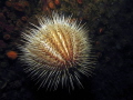 echinus acutus canon ixus 110 canon housing
1/60 sek 5,6 f 80 iso single ys-110